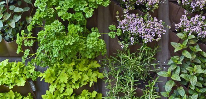 Grill Up the Fresh Flavors of Summer with an Edible Garden